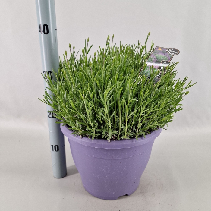 <h4>Lavandula angus. 'Essence Pure'</h4>