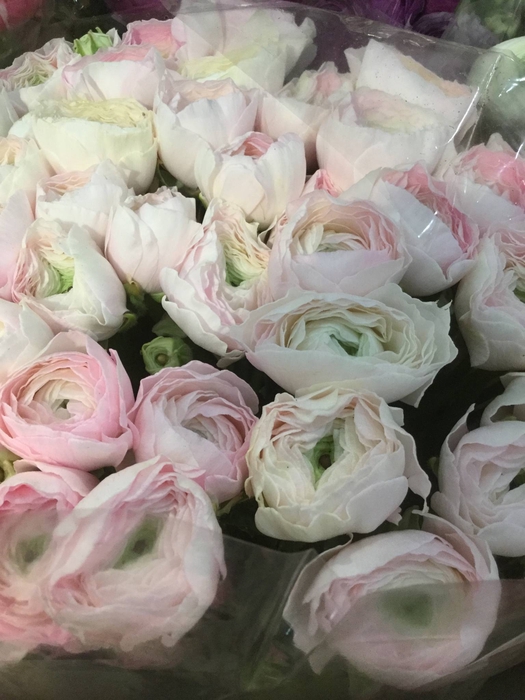 RANUNCULUS CLOONEY HANOI