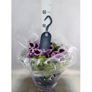 Petunia  'Surfinia'   ...