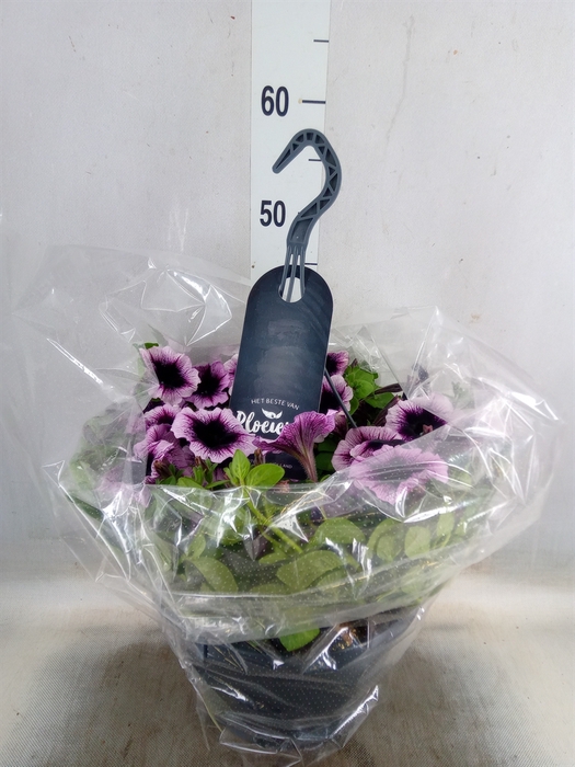 <h4>Petunia  'Surfinia'   ...</h4>