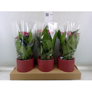 Anthurium andr. 'Pure Purple'