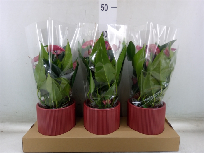 <h4>Anthurium andr. 'Pure Purple'</h4>