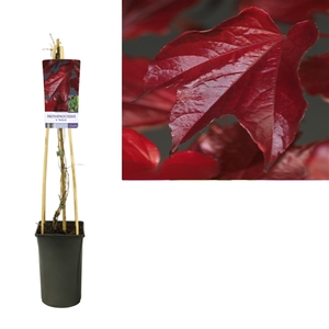 Parthenocissus tr. 'Veitchii' +light label