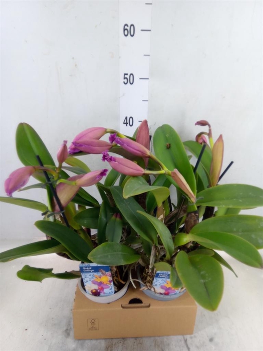 <h4>Cattleya   ...</h4>