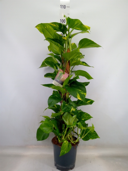 <h4>Epipremnum pinn.   ...moss stick</h4>