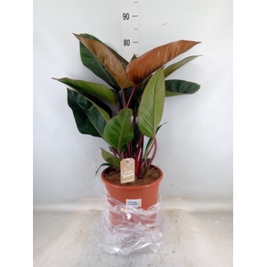 Philodendron   ...