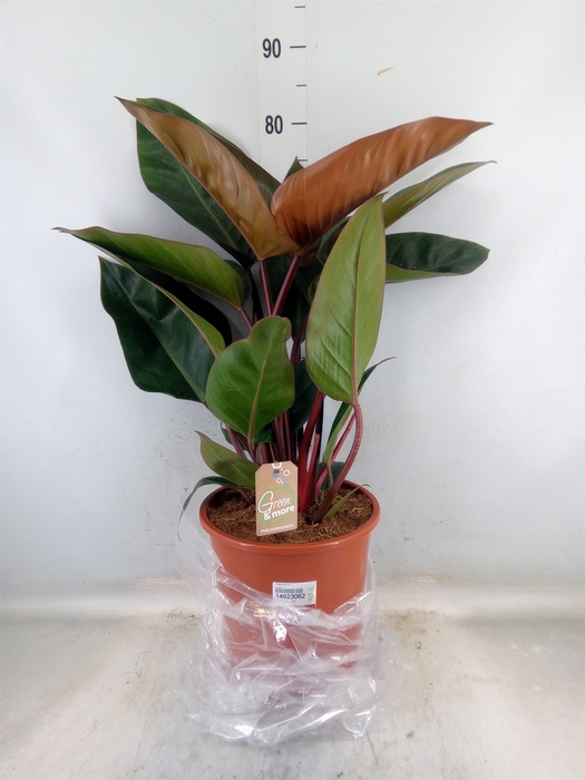 <h4>Philodendron   ...</h4>