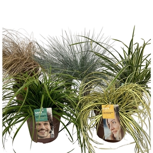 Siergrassenmix