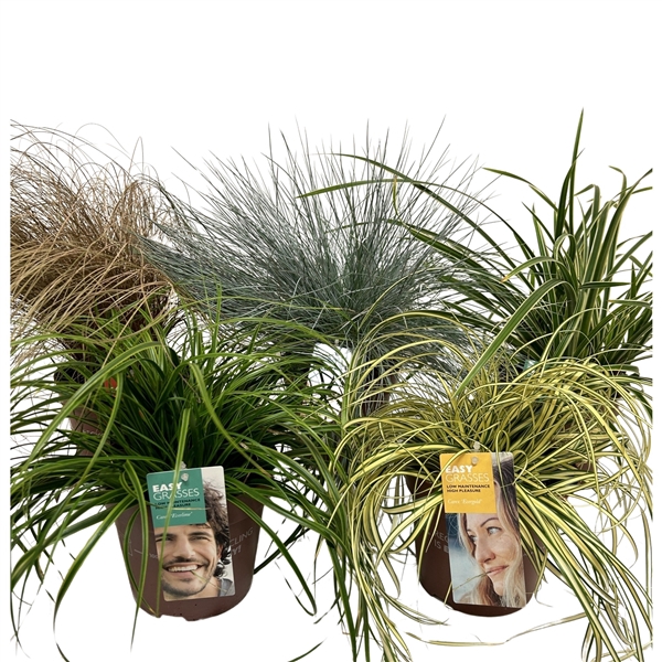 <h4>Siergrassenmix</h4>