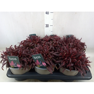 Gaura lindheimeri 'Gaudi Rose'