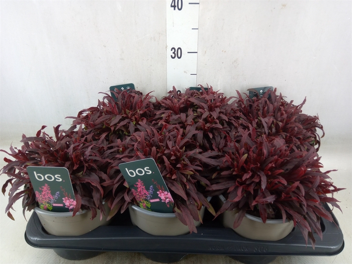 <h4>Gaura lindheimeri 'Gaudi Rose'</h4>