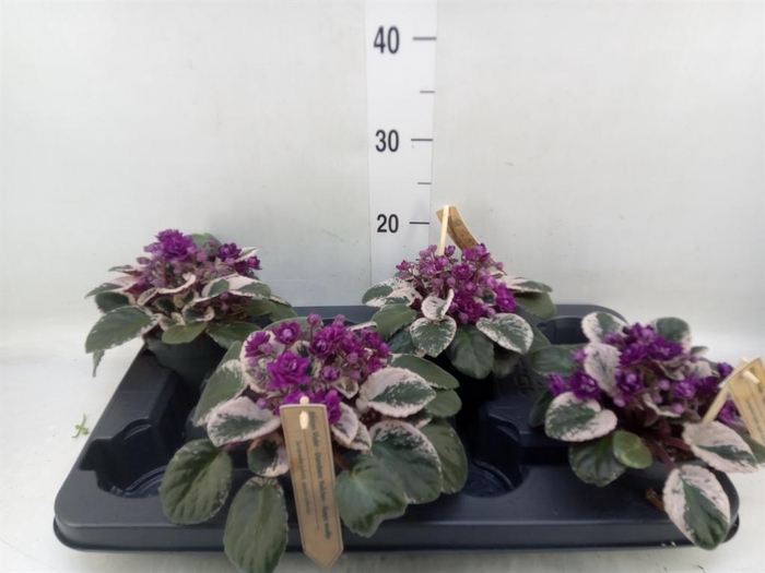 <h4>Saintpaulia   ...</h4>