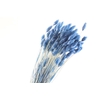 Phalaris Blue Dark