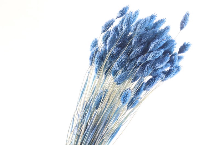 Phalaris Blue Dark