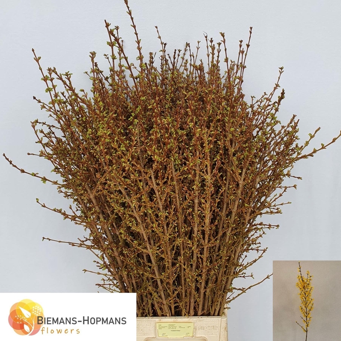 <h4>FORSY I SPECTABILIS</h4>