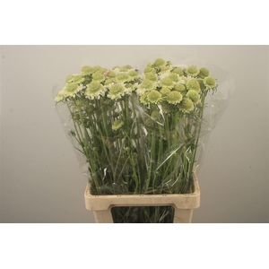 Scabiosa Focal Scoop White