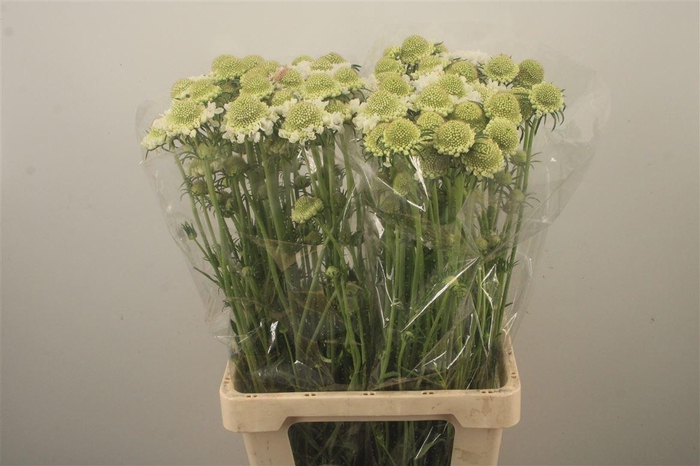 <h4>Scabiosa Focal Scoop White</h4>