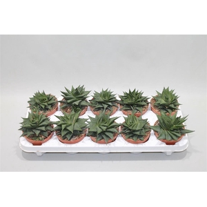 Haworthia Limifolia Twist