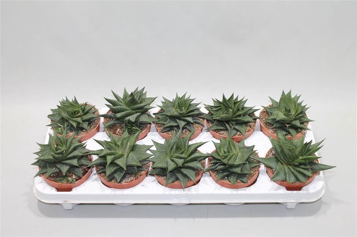 <h4>Haworthia Limifolia Twist</h4>