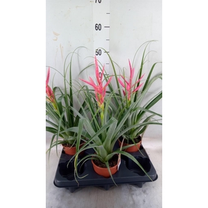 Tillandsia