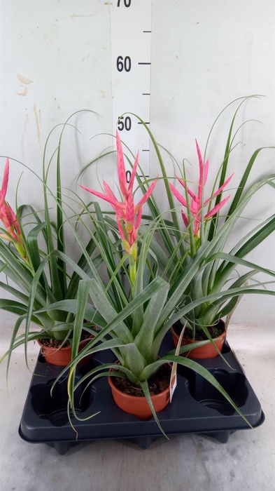 <h4>Tillandsia</h4>