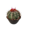 CACTUS COROA DE FRADE C25