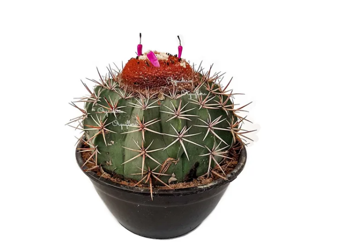 CACTUS COROA DE FRADE C25
