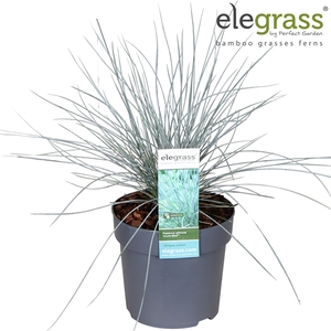 Festuca glauca 'Azura Blue'® P14