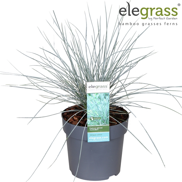 <h4>Festuca glauca 'Azura Blue'® P14</h4>