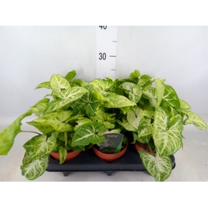 Syngonium  'Arrow'