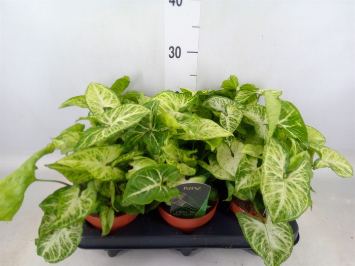 <h4>Syngonium  'Arrow'</h4>