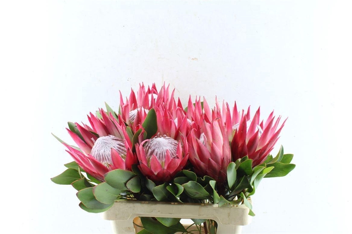 <h4>Protea Cy Madiba</h4>