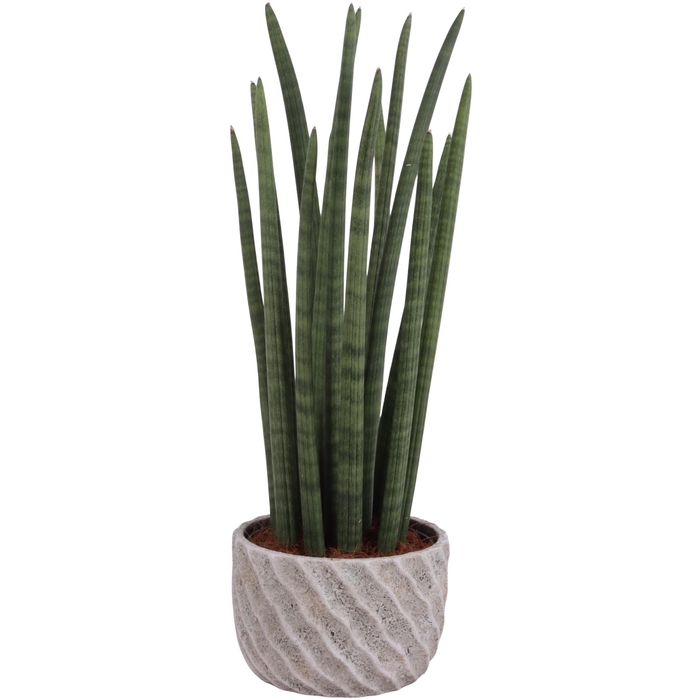 <h4>Sansevieria Cylin, Straight 14 Leaf Ø17cm in Ø20cm Ceramic NT668</h4>