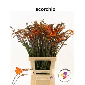 CROCOS OV