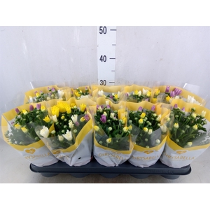 Chrysanthemum   ..mix/pot