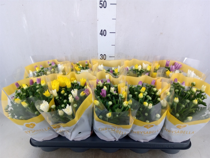 <h4>Chrysanthemum   ..mix/pot</h4>
