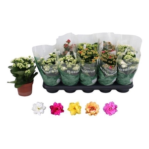 KALAN CALAN MIX ROSALINA P12