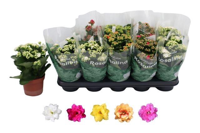 <h4>KALAN CALAN MIX ROSALINA P12</h4>