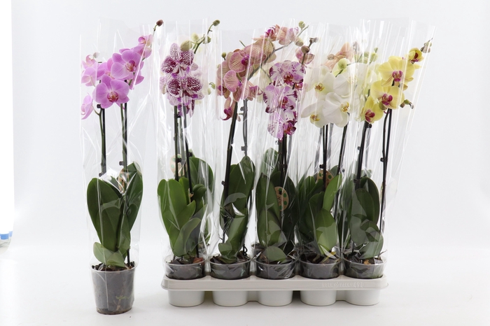 <h4>PHAL GEM 8 KL</h4>