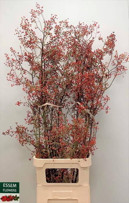 <h4>ROSA PLENTY</h4>