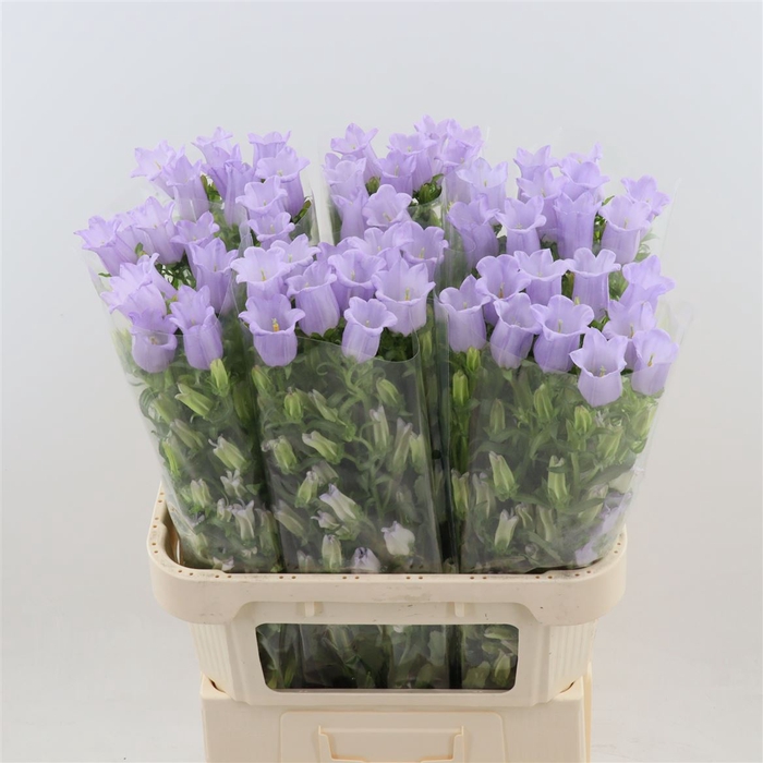<h4>Campanula Champion Lavender</h4>