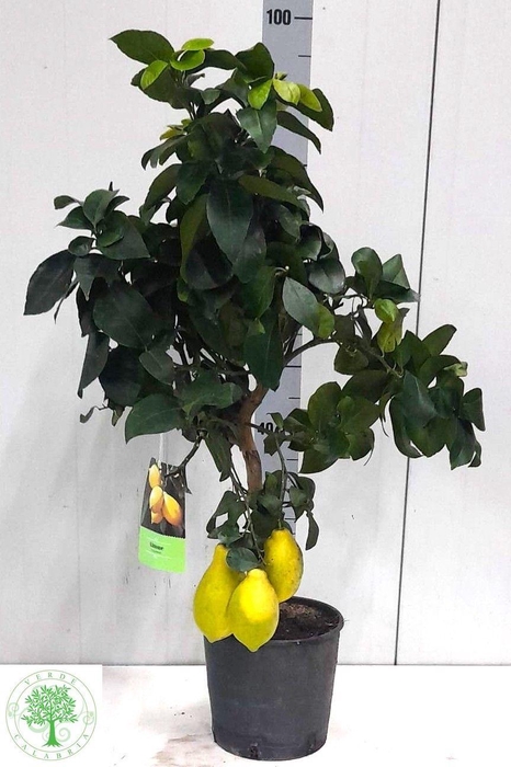 <h4>CITR LIMON</h4>