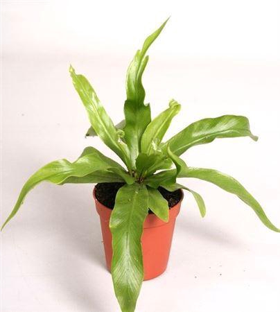<h4>Asplenium antiquum</h4>