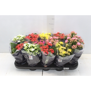 KALANCHOE DOBRADO P11