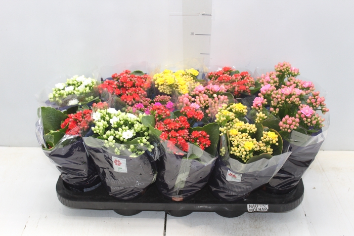 <h4>KALANCHOE DOBRADO P11</h4>