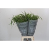 Panicum Fountain
