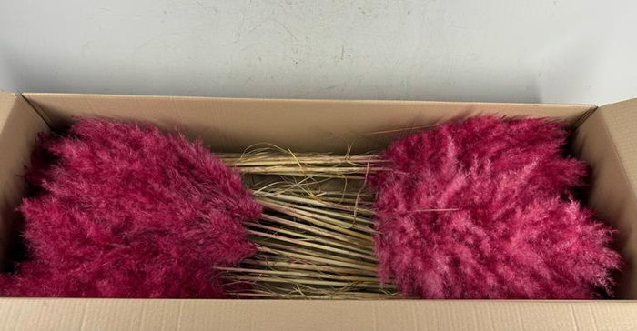 <h4>Df Pampas 115cm Red</h4>