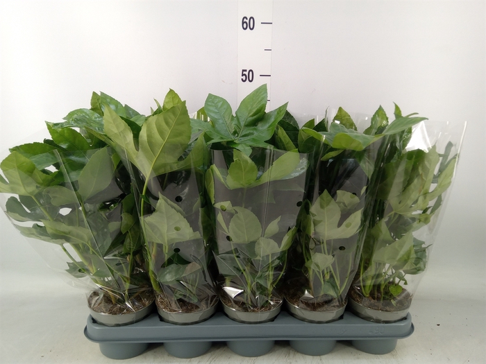<h4>Fatsia japonica   ...</h4>