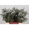 Kaaps Groen Silver Brunia