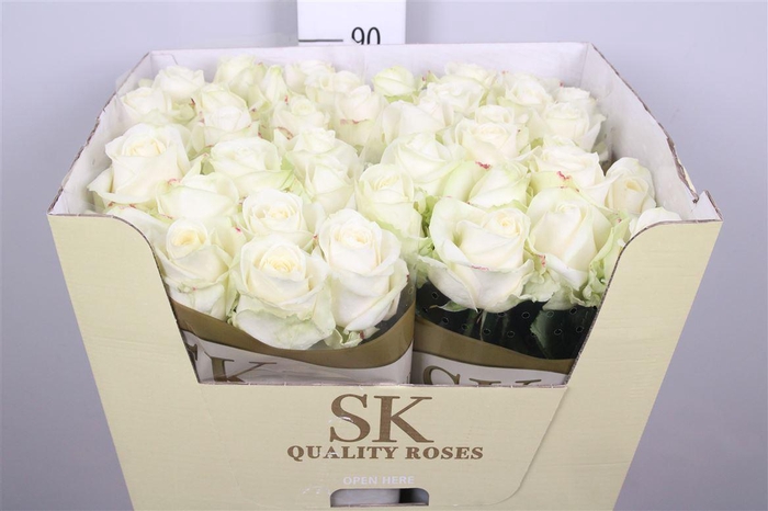 <h4>R Gr Avalanche+</h4>